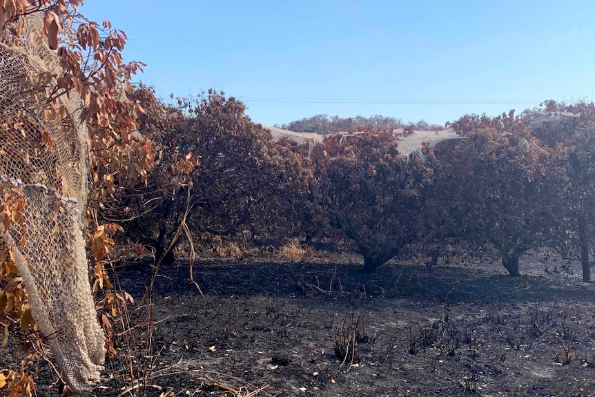 Burnt lychee trees and blackened ground