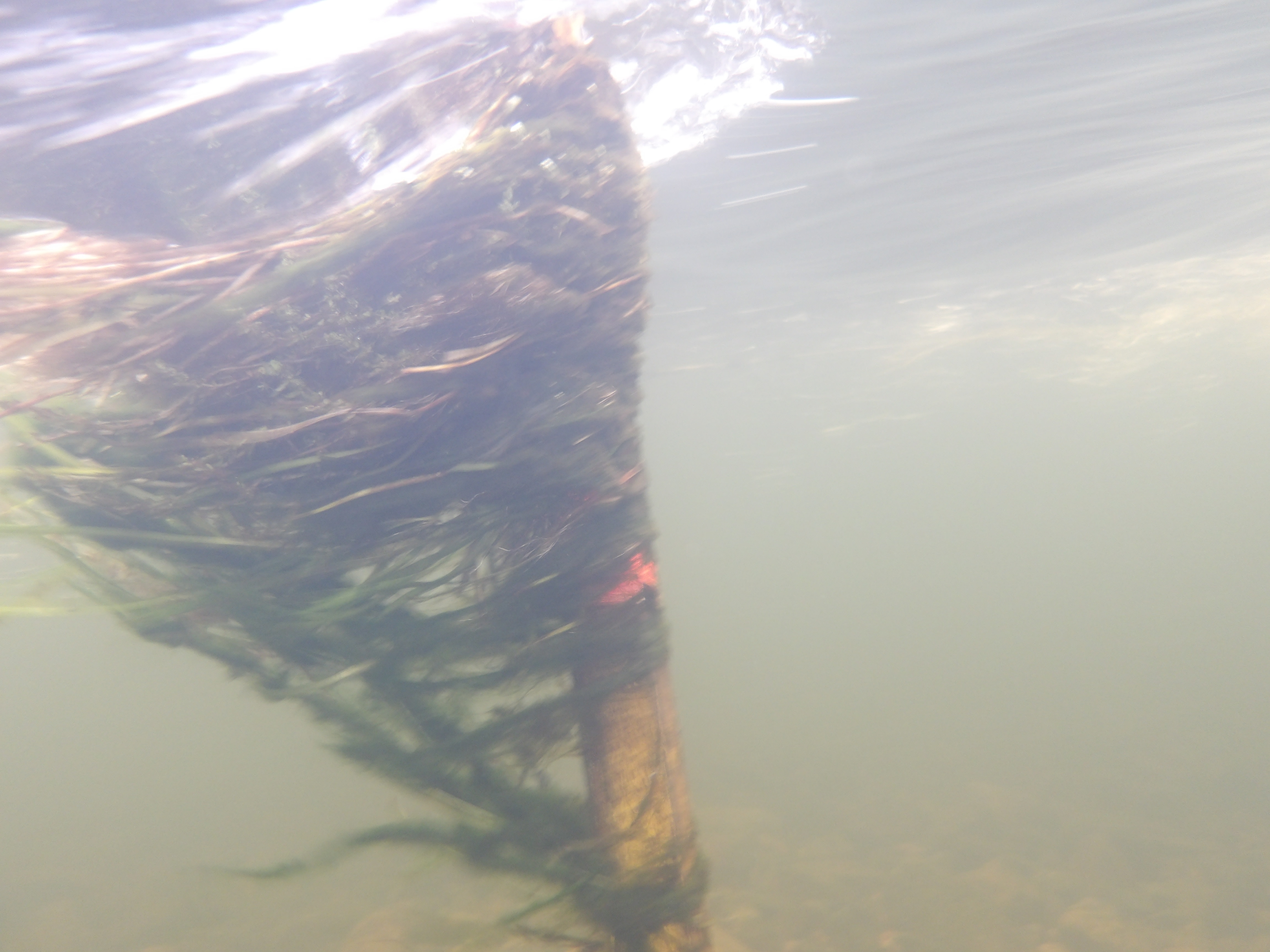 Plantas enrolladas alrededor de un poste bajo el agua.
