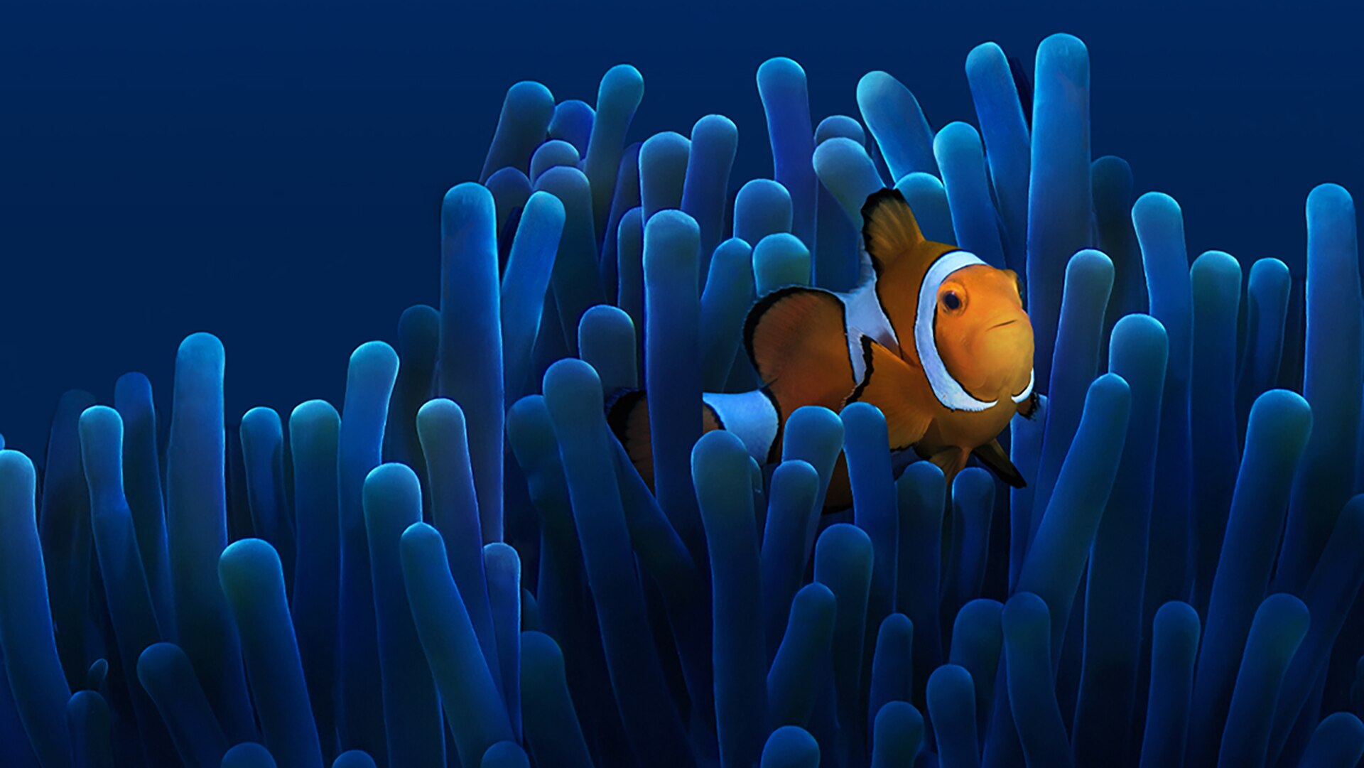 Clown fish swims on coral reef