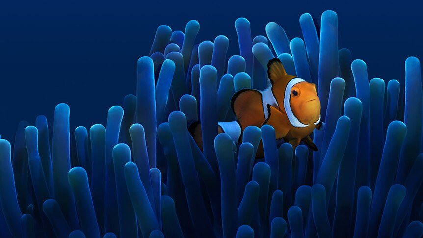 Clown fish swims on coral reef