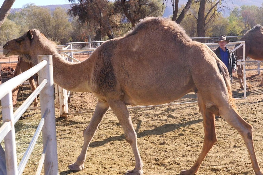 light brown camel walking through white gate