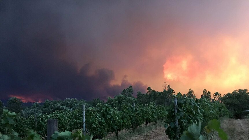 Fire rages behind a vineyard.