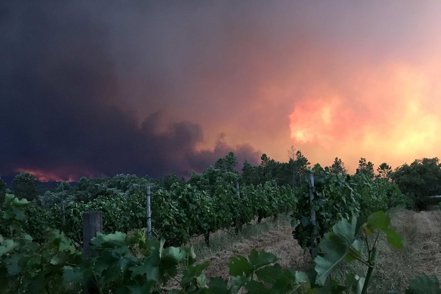 Fire rages behind a vineyard.