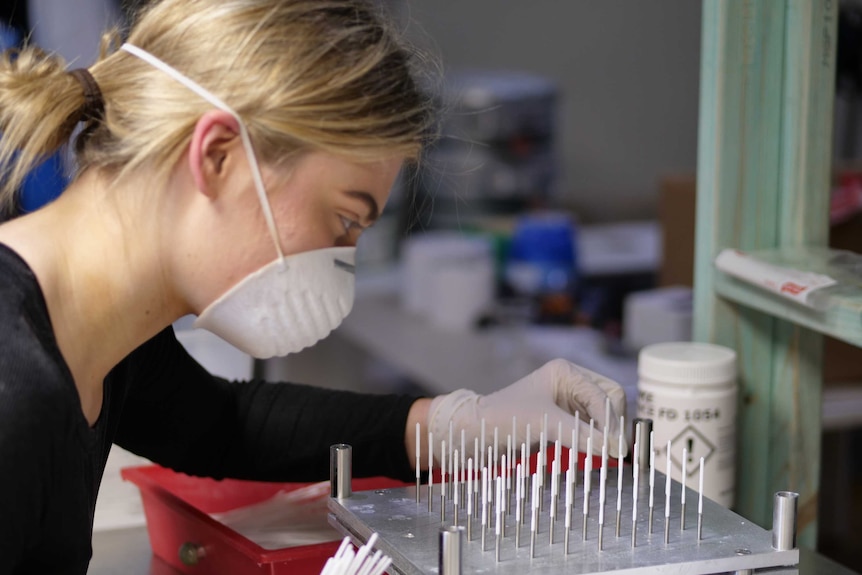 A worker inspects a rack of swabs.