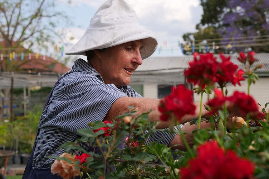 A woman prunes roses in a garden