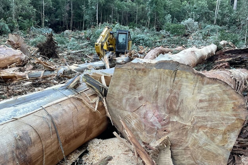Logged trees and heavy machinery at a native timber forestry coupe.