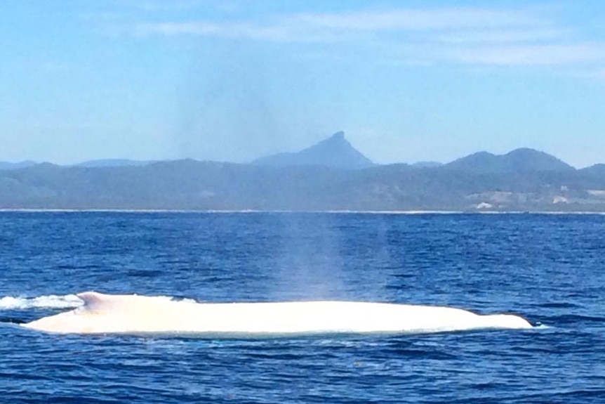 White whale hump above water