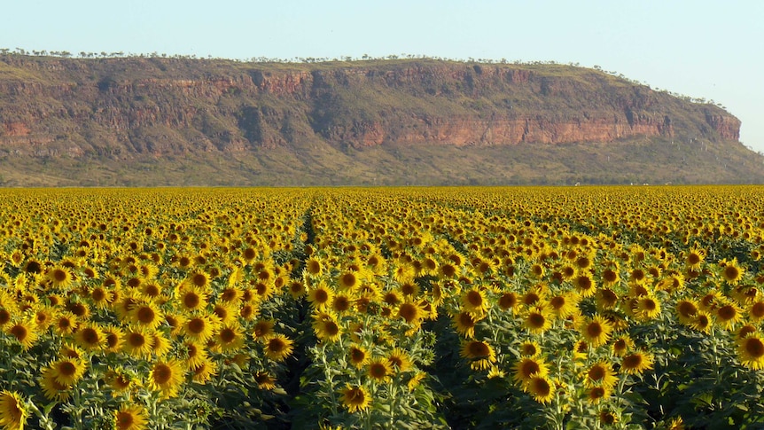 Sunflowers growing in the Ord River Irrigation Area