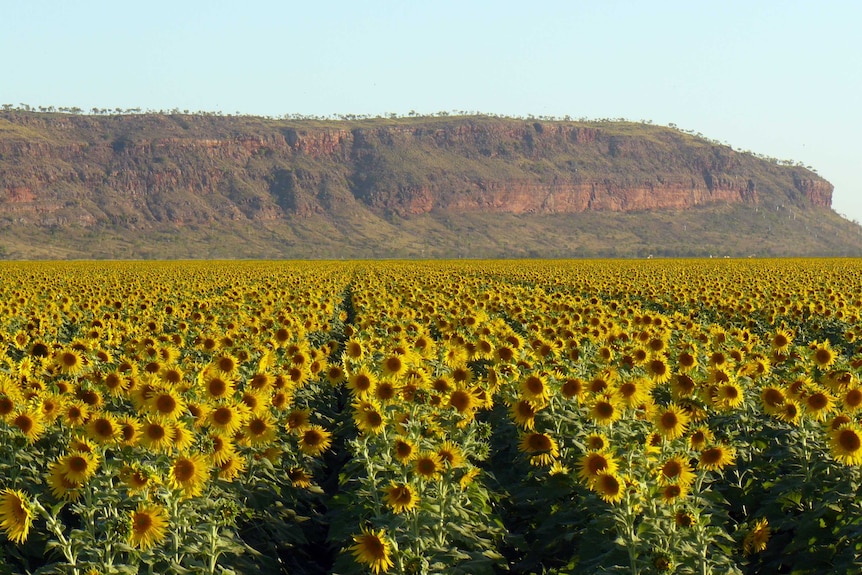 Ord River region in Western Australia