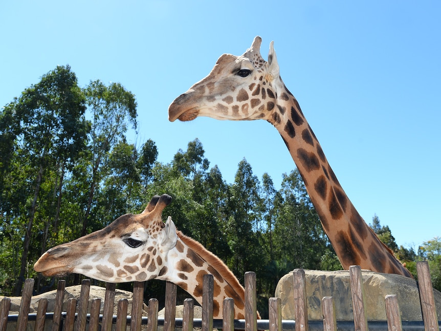 A tall giraffe outside at a zoo, with another giraffe.