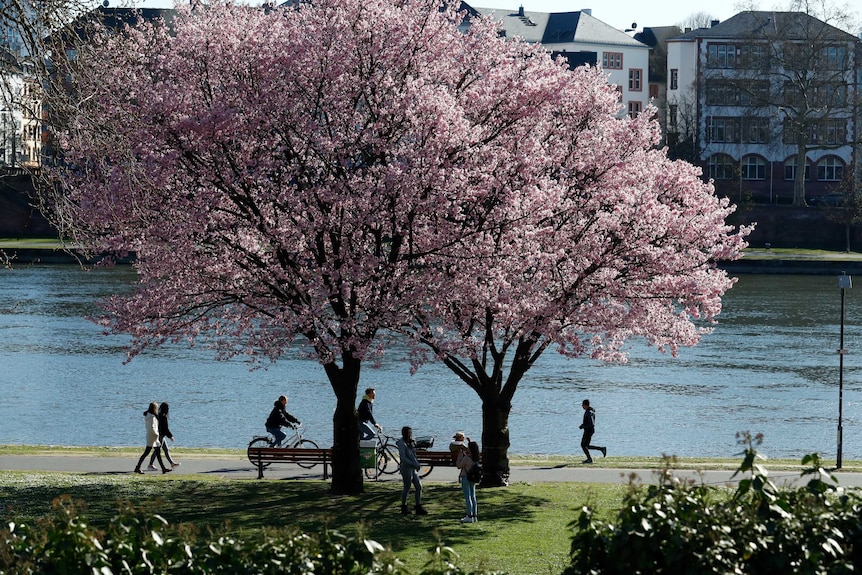 A tree in bloom in Munich with people walking around it