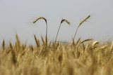 Three ears of wheat rise above the others