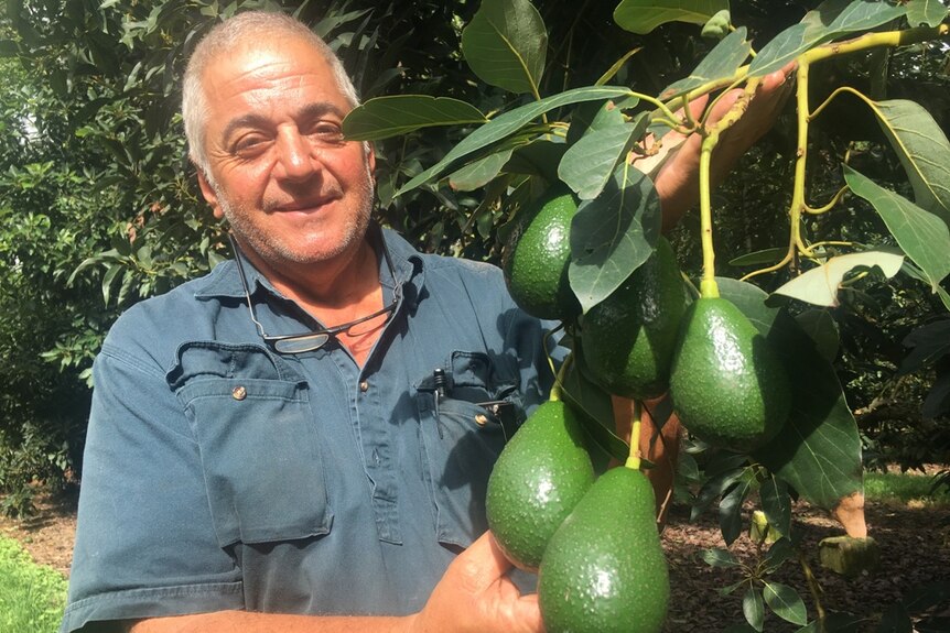 Avocado grower with a cluster of large, green-skinned Shepard avocados on the tree