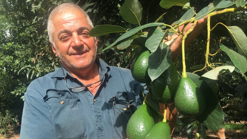 Avocado grower with a cluster of large, green-skinned Shepard avocados on the tree