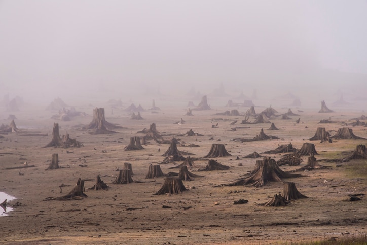 Tree stumps in a field.