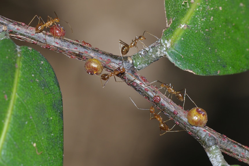 Yellow crazy ants on a branch
