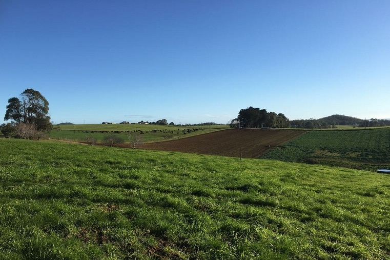 grass in paddock