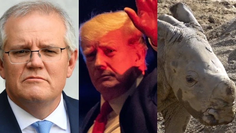 The Loop: Scott Morrison responds to solicitor-general’s secret ministries advice Donald Trump takes the FBI to court and a new addition to San Diego Zoo – ABC News