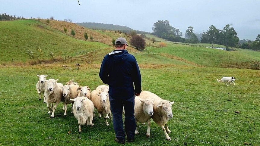 A man with his back to the camera surrounded by 10 sheep on a Tasmanian property