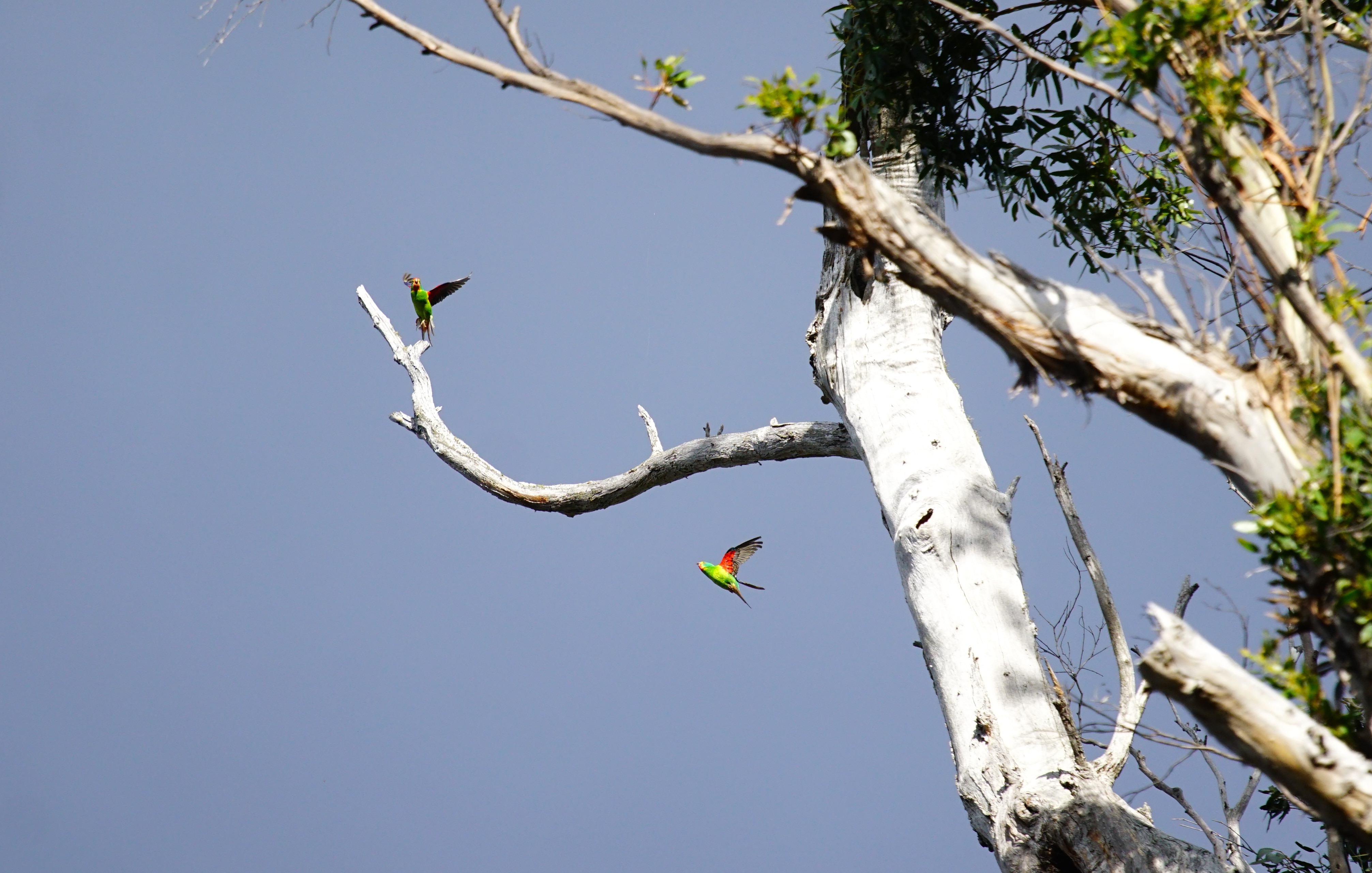 Two swift parrot fly onto branches of a gum tree