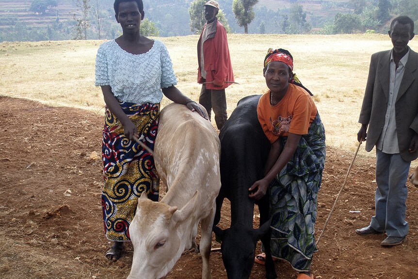 Two Rwandan women with cows