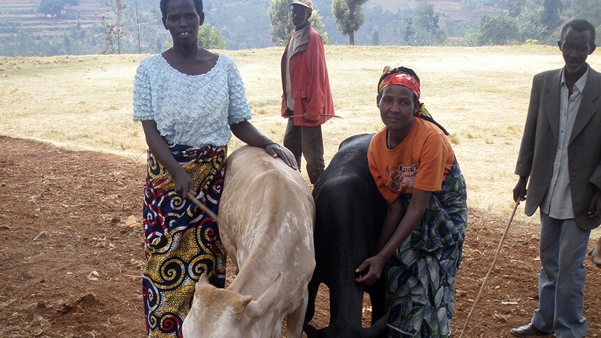Two Rwandan women with cows