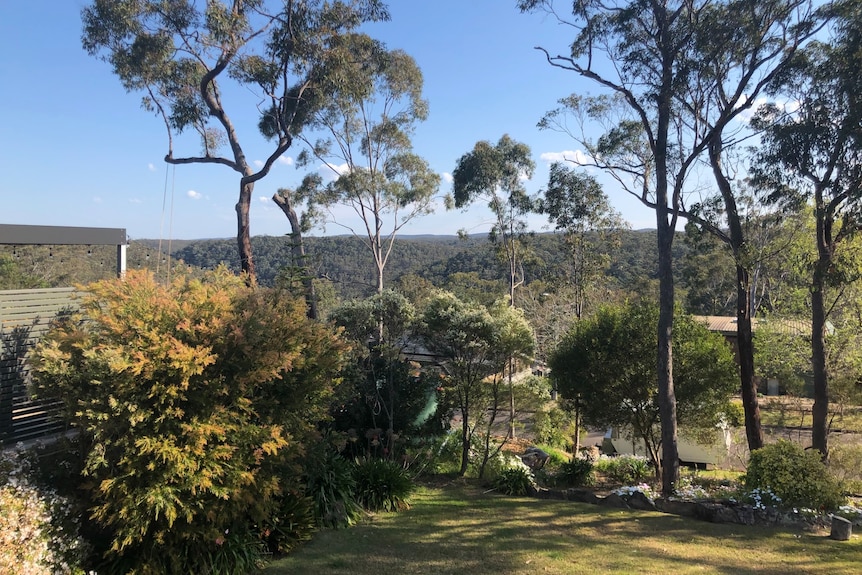 A front garden with large gum trees looking out onto a forest.
