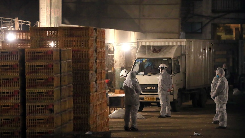 Health workers collect dead chickens at Huhuai wholesale agricultural market in Shanghai, as the death toll from the H7N9 strain of bird flu rises to six.