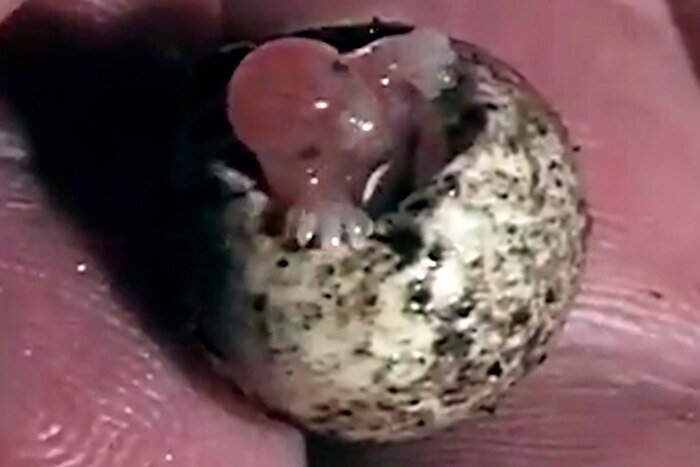 Tiny echidna hatching from the egg