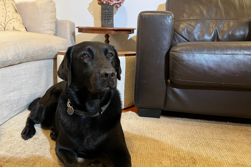 a black assistance dog sits on the floor at their owner's house