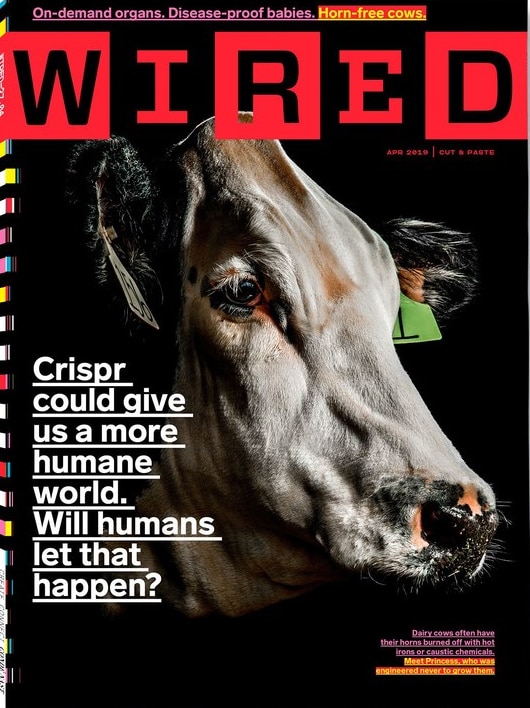 A cow on the cover of a magazine