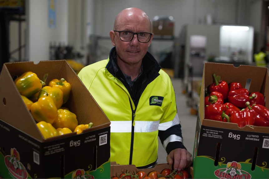Photo of a man in hi-vis with tomatoes in boxes.