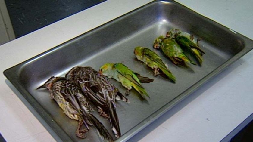 Dead birds from Esperance.