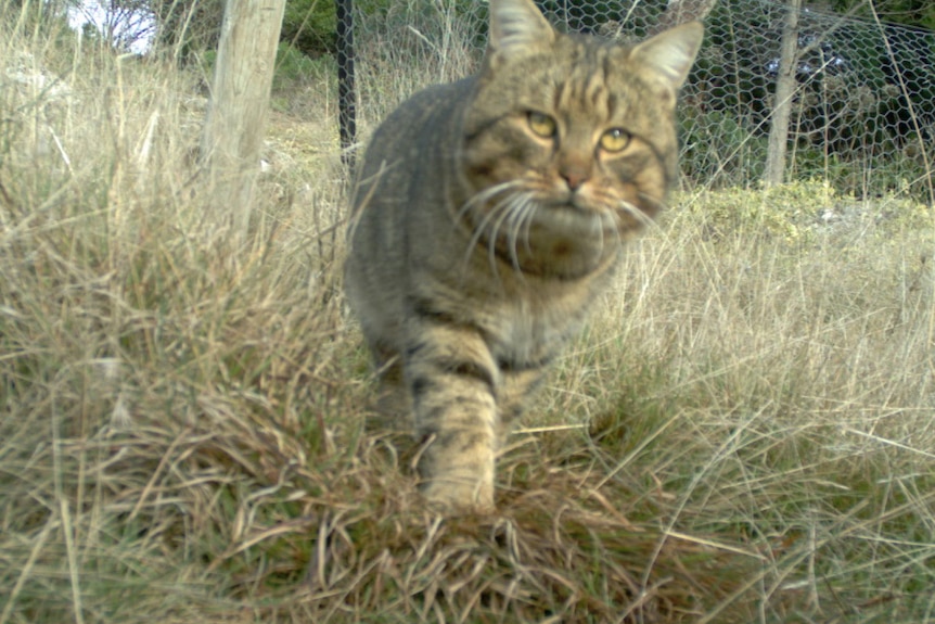 A large tabby cat walks through grass.