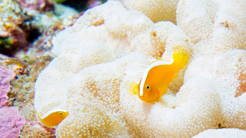Orange fish swim over bleached white coral.