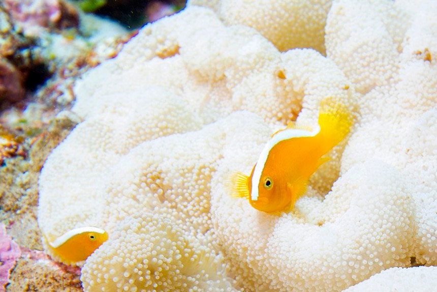 Orange fish swim over bleached white coral.