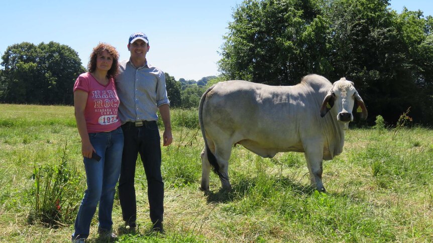 Sylvia Opitz with Australian visitor Clinton Geddes and one of the bulls bred in Germany for the HO Brahman herd