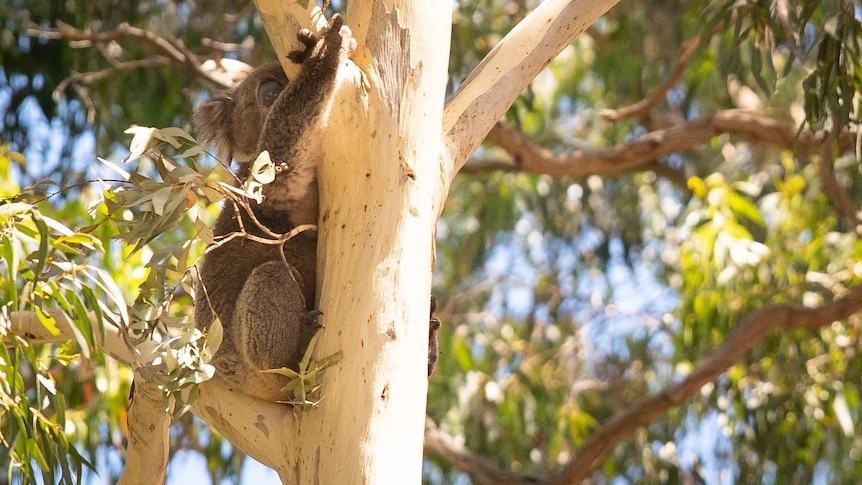 A koala sleeps while hugging a tree trunk surrounded by green leaves