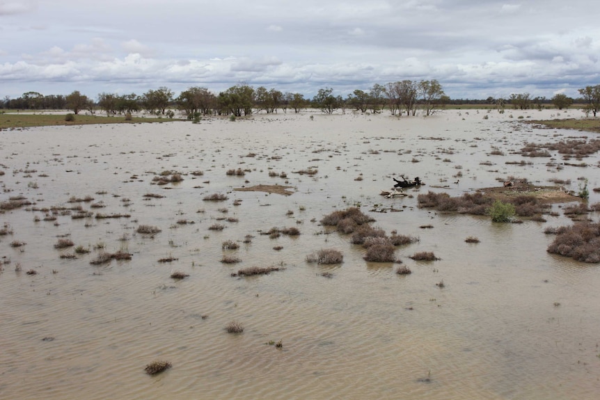 Floodwaters cover a paddock with trees and logs poking out