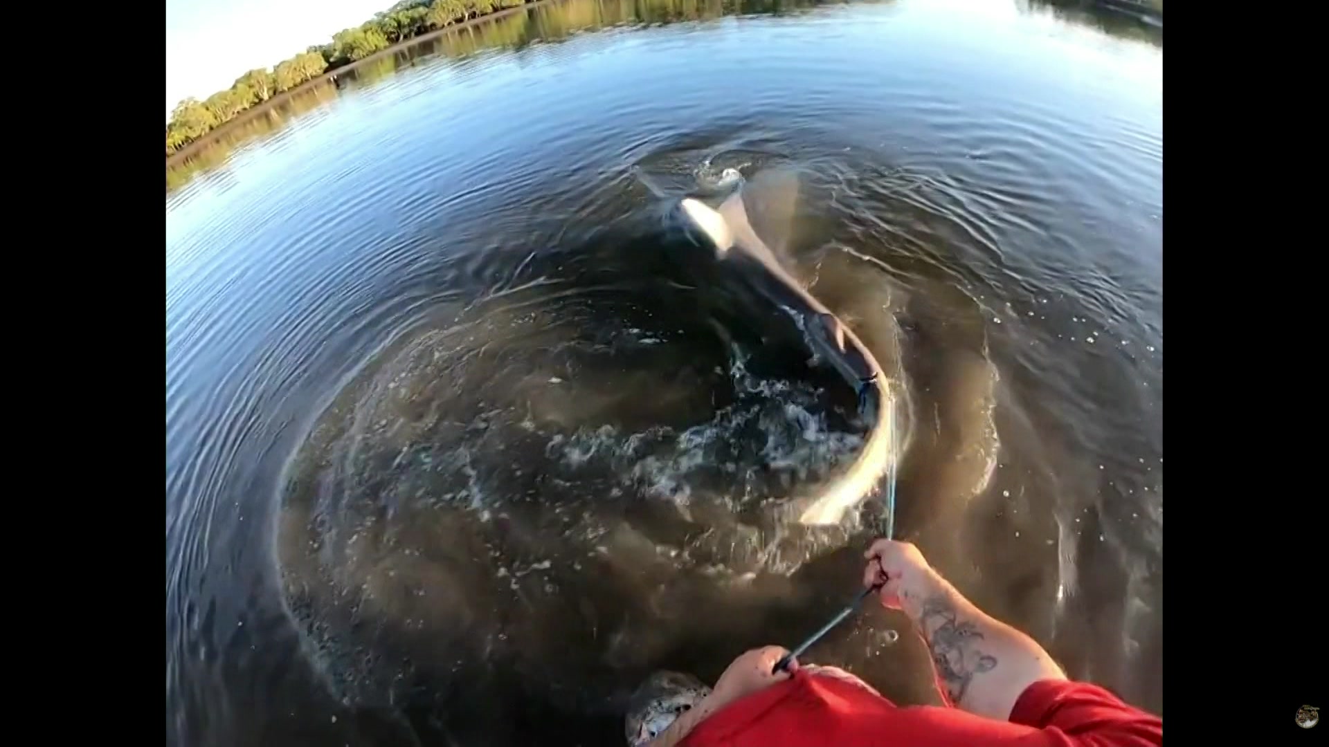 shark in the river