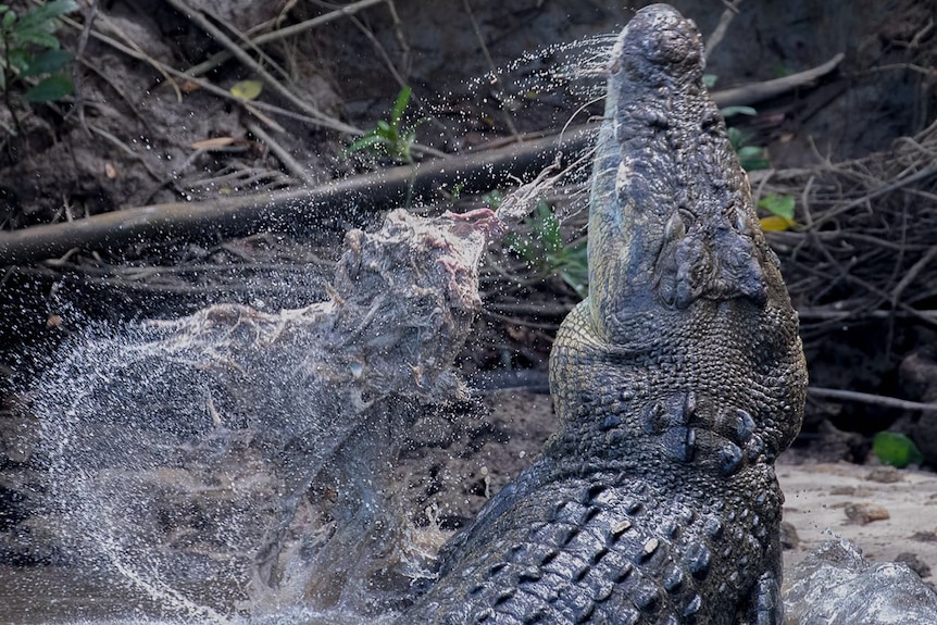 Large crocodile bursting out of water with prey