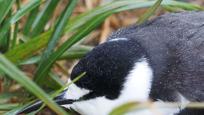 A sooty tern on Macquarie Island