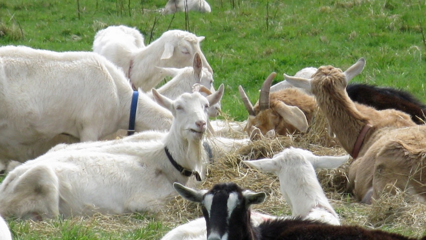 White and black goats lie in the grass after feeding