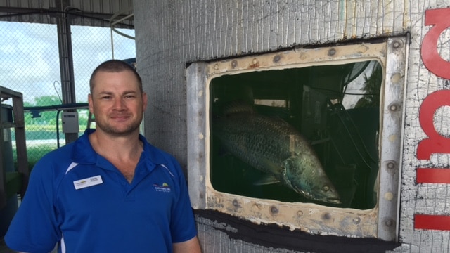 A man standing next a viewing window on the side of an aquaculture tank full of barramundi.