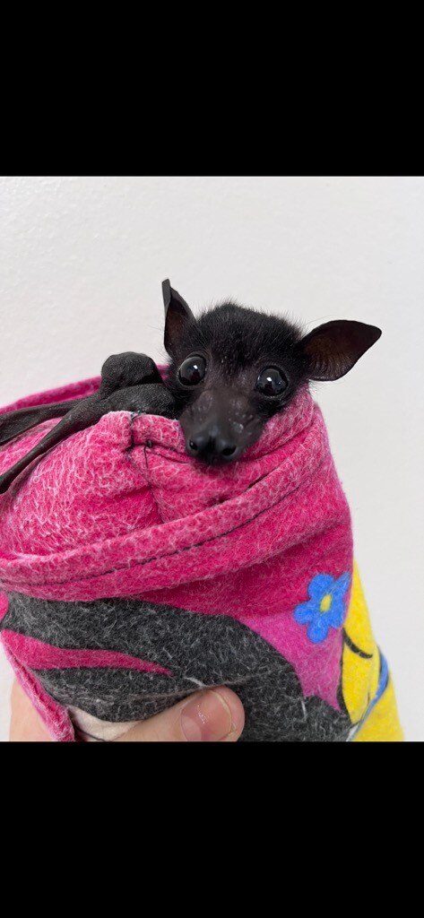 She's not an expert but she is a Bat Lady - ABC listen