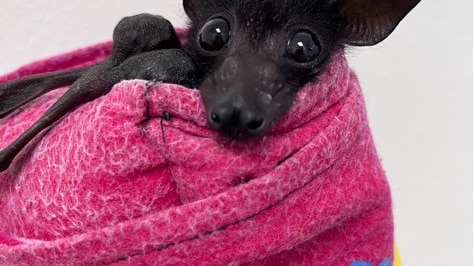 baby bat wrapped in a pink blanket recovering 