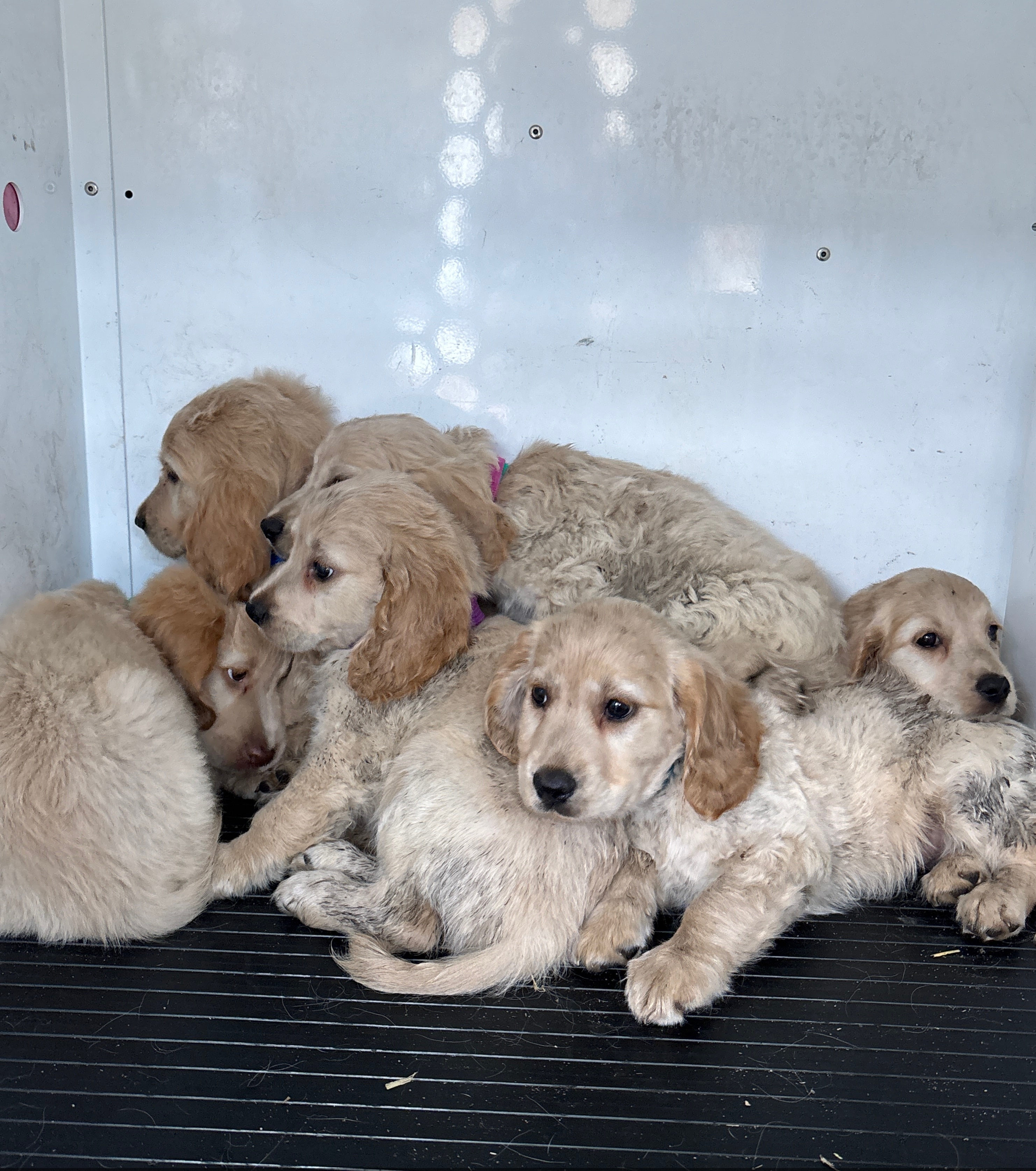 About six tan puppies sit curled up in a vehicle container.