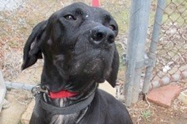 Dog storm was rescued from the wheatbelt