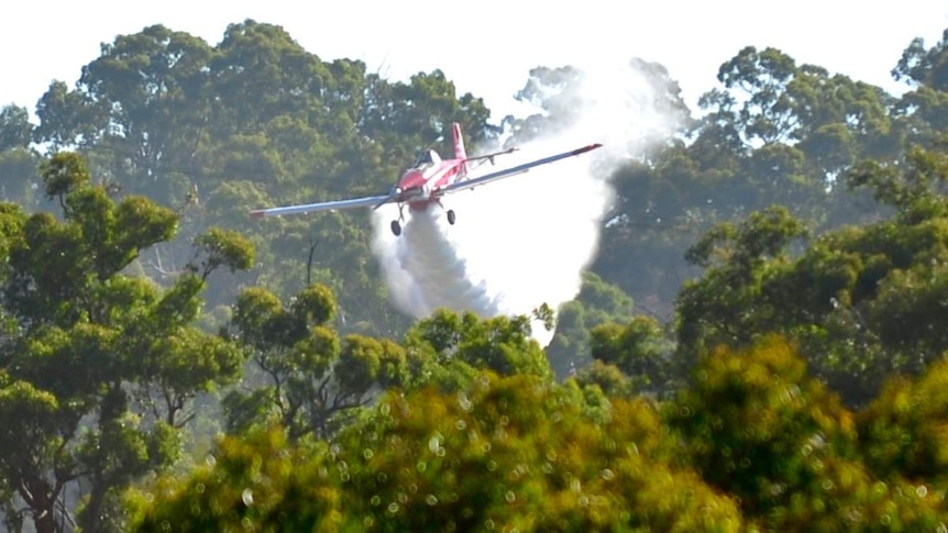 A small planes lets water go over a group of trees