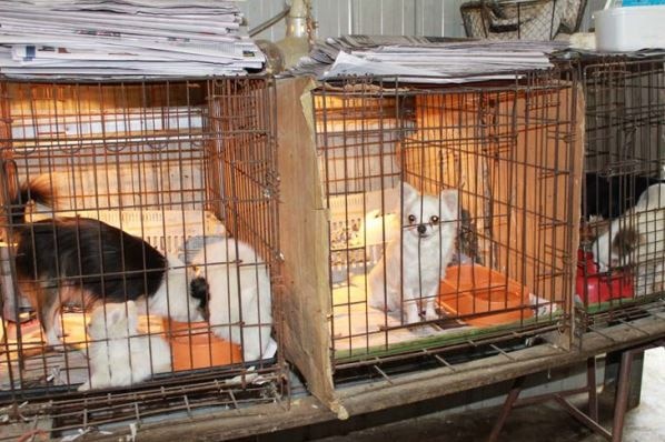 Small dogs in cages with heat lamps.